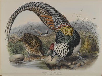 Thaumalea Amherstiae: Faisán de Lady Amherst de John Gould